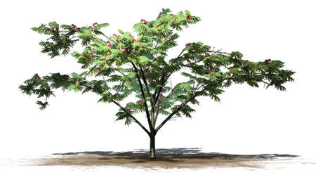 Mimosa tree flowers - separated on white backgroundの写真素材