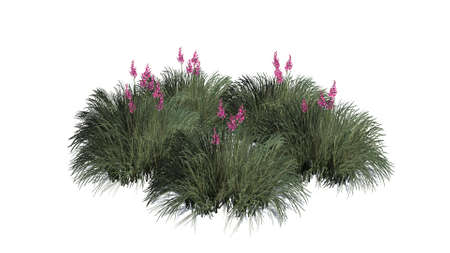 red yucca plant - separated on white backgroundの写真素材