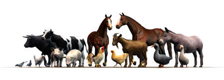 Farm Animals - separated on white backgroundの写真素材