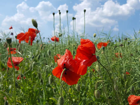beautiful meadow with red poppy flowersの写真素材