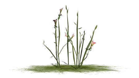 Single wildflowers - green plants with pink flowers - isolated on white backgroundの写真素材