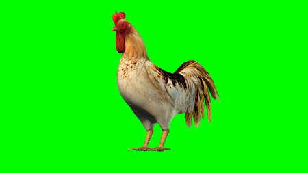 rooster - isolated on green backgroundの写真素材