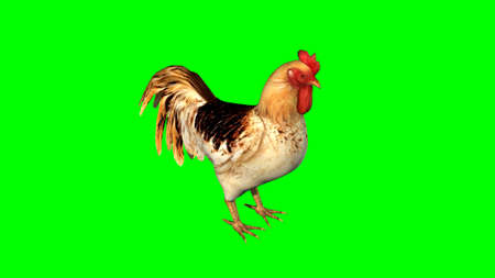 rooster - isolated on green backgroundの写真素材