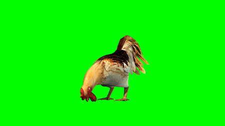 Rooster - isolated on green backgroundの写真素材