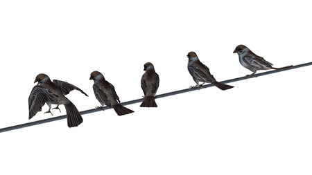 Sparrows group - isolated on white background