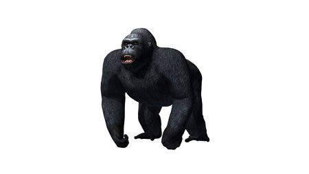 Gorilla - isolated on white background