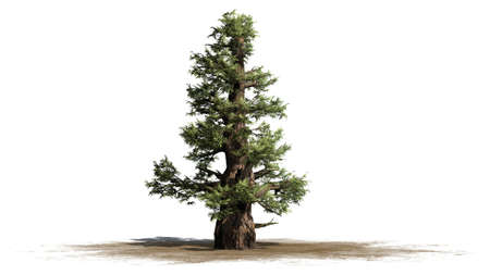 Western Juniper tree - isolated on white backgroundの写真素材