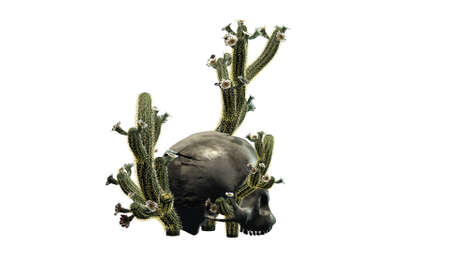 Cactus in skull 1 - isolated on white backgroundの写真素材