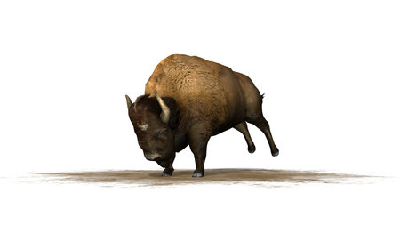 Bison on a sand area - isolated on a white backgroundの写真素材