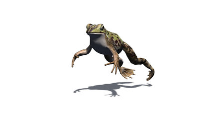 Frog jumps on the floor - isolated on white backgroundの写真素材