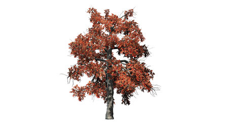single Black gum tree in the autumn - isolated on white background