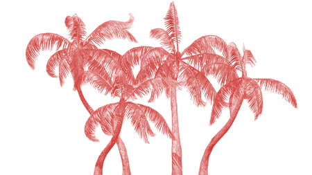 Living Coral - Color of the year - Queen palms on white backgroundの写真素材