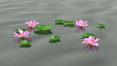 lotus flowers in calm waterの写真素材