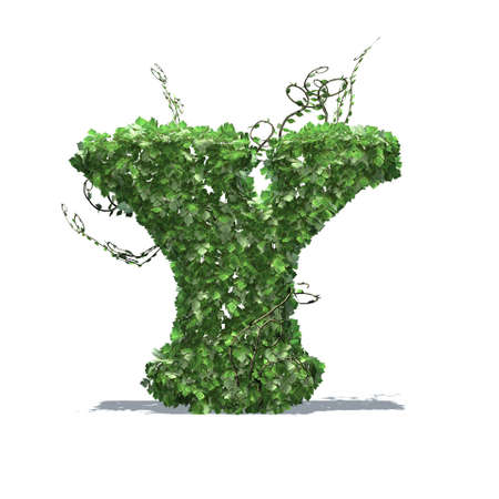 Letter Y created of green ivy leaves with shadow on the floor - isolated on a white backgroundの写真素材