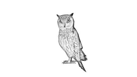 Owl - Cartoon silhouette - isolated on white backgroundの写真素材