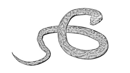 Python snake - Cartoon silhouette - isolated on white background