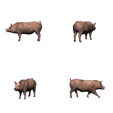 Set of pig - isolated on white background