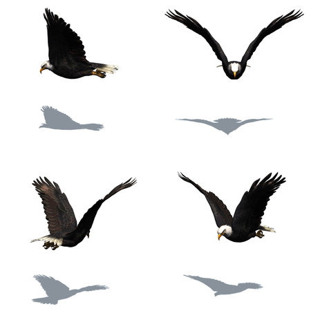 Set of eagle with shadow on the floor - isolated on white background