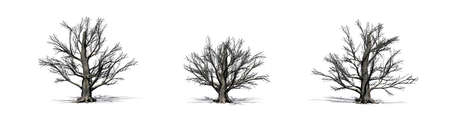 Set of European Beech trees in the winter with shadow on the floor - isolated on white backgroundの写真素材