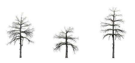 Set of Black Gum trees in the winter - isolated on white backgroundの写真素材