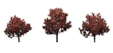 Set of Bradford Pear trees in the autumn - isolated on white background