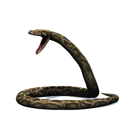 Wild animals - python with shadow on the floor - isolated on white background - 3D illustration