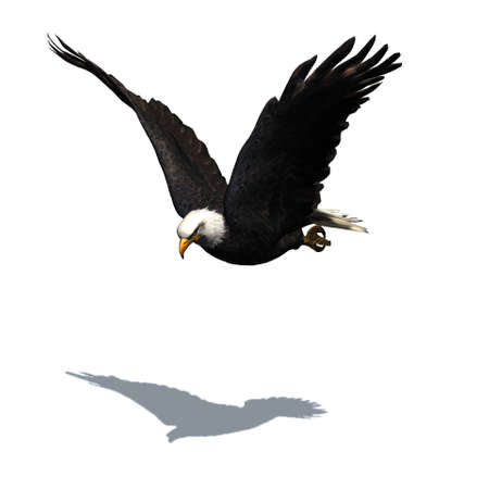 Wild animals - eagle with shadow on the floor - isolated on white background - 3D illustrationの写真素材