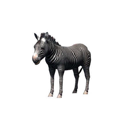 Wild animals - zebra - isolated on white background - 3D illustrationの写真素材