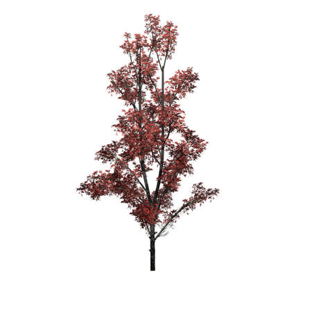 Mountain Maple tree in autumn - isolated on white background - 3D illustrationの写真素材