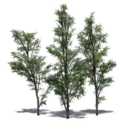 several Mountain Maple trees with shadow on the floor - isolated on white background - 3D Illustrationの写真素材