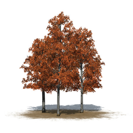 a group of Shingle Oak trees in autumn on sand area - isolated on white background - 3D Illustrationの写真素材