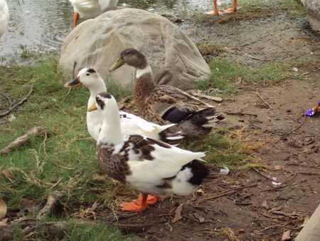 Ducks in the park at Rajghat in New Delhi, India.の写真素材