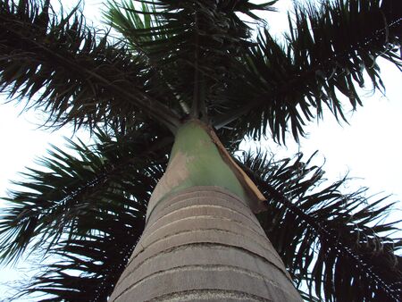 Branches of a Palm-like Tree from belowの写真素材