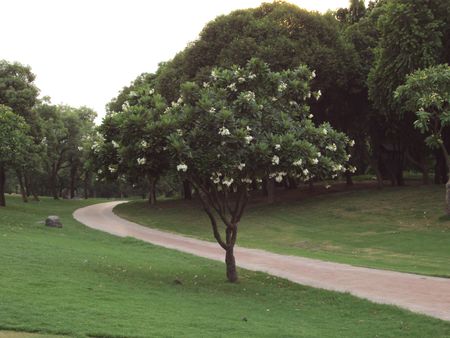 White Flowered Treeの写真素材