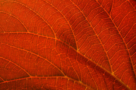 A Red Leaf