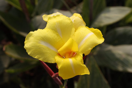 Dew Drops on a Yellow Flowerの写真素材