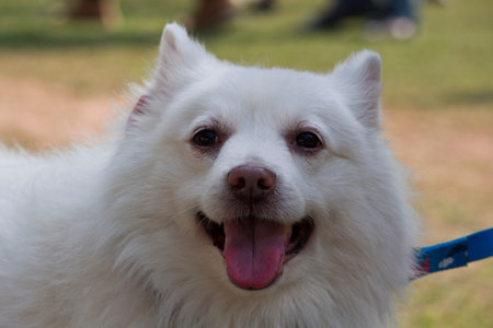 Portrait of White German Spitz Dog from Utility Group of Dogs.