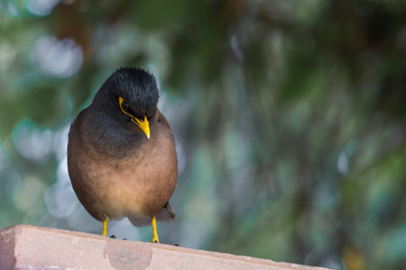 Common Myna or Indian Myna seen at Lodi Gardens in New Delhi, India.