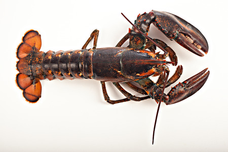 lobster delicious sea foodの写真素材