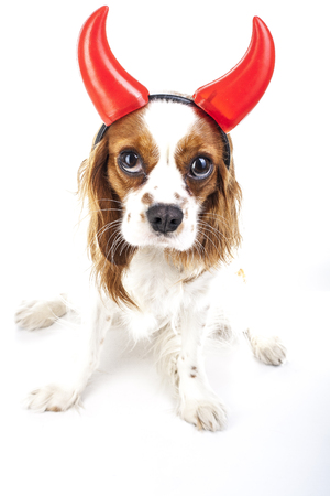 Devil dog illustration. King Charles Spaniel with Devil Hat. Devil dog. Carnival evil devil costume. New Year's Eve. masquerade Sylvester devil dog.の写真素材