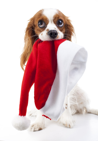 Dog with Santa Hat. Christmas dog in studio. White king charles spaniel dog. Christmas time. Santa hat with dog.の写真素材