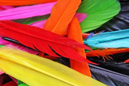 Beautiful rainbow color colored bird feathers. Parrot colors goose duck colorful painted feathers....
