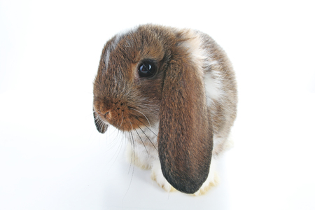 Agouti pet rabbit. Lop eared brown and white agouti bunny. Rabbits. Cute animal photos on isolated white studio background.の写真素材