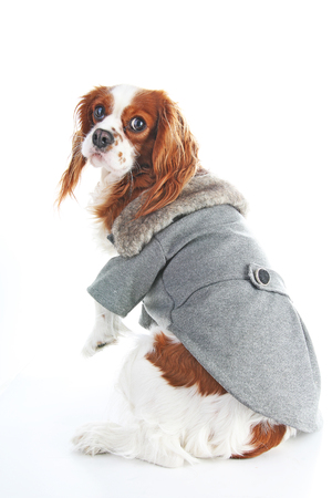 Dog coat. Puppy wearing winter coat. Dog Coat Jacket Pet Supplies Clothes Winter Apparel Clothing Puppy Costume. Elegant dog coat on isolated white studio photo. Cute.の写真素材