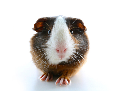 Dutch guinea pig on studio white background. Isolated white pet photo. Sheltie peruvian pigs with symmetric pattern.の写真素材