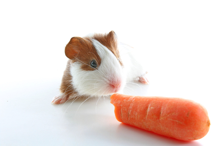 Guinea pig eating carrot on studio white background. Isolated white pet photo. Sheltie peruvian pigs with symmetric pattern. Domestic guinea pig Cavia porcellus or cavy.の写真素材