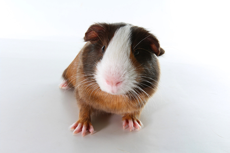 Guinea pig on studio white background. Isolated white pet photo. Sheltie peruvian pigs with symmetric pattern. Domestic guinea pig Cavia porcellus or cavy.の写真素材