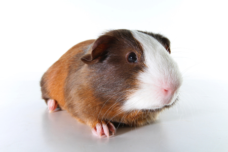 Guinea pig on studio white background. Isolated white pet photo. Sheltie peruvian pigs with symmetric pattern. Domestic guinea pig Cavia porcellus or cavy.の写真素材