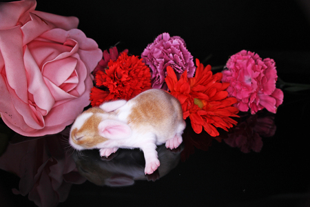 Cute bunny lop rabbit baby kit on colorful studio background. New born baby animal pet rabbits.の写真素材