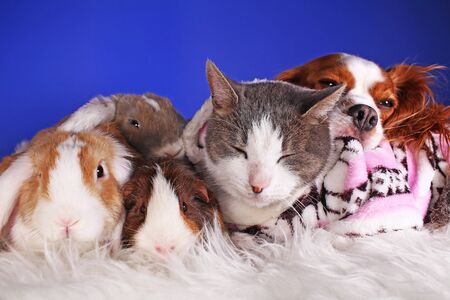 Christmas animals winter pets animal friends cat pet cute blue backgroundの写真素材